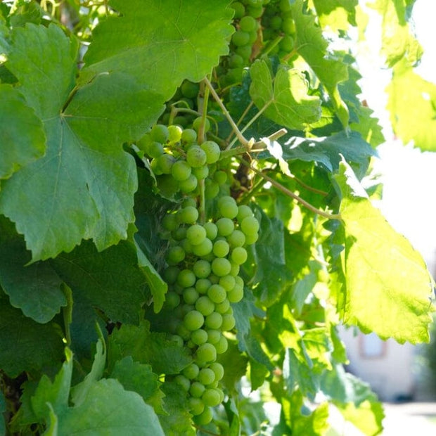 90cm 'Lakemont' Seedless Outdoor Grape Vine | 3L Pot Soft Fruit