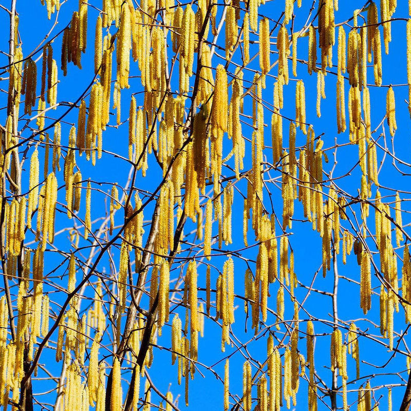 Hazel Tree | Corylus avellana Ornamental Trees