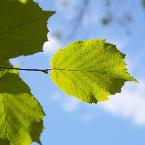 Hazel Tree | Corylus avellana Ornamental Trees