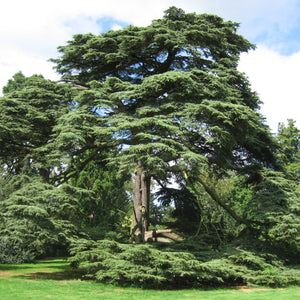 Lebanese Cedar Tree | Cedrus libani Ornamental Trees