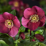 'Leona' Helleborus x Lemperii | Hellebore Gold Collection® Perennial Bedding