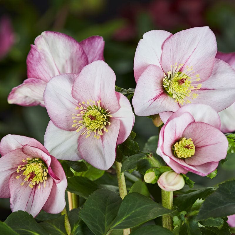 'Liara' Helleborus x Lemperii | Hellebore Gold Collection® Perennial Bedding