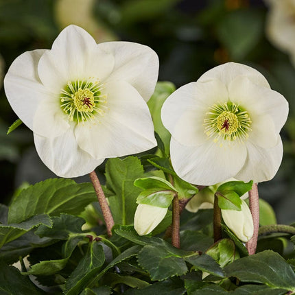 'Linda' Helleborus x Lemperii | Hellebore Gold Collection® Perennial Bedding