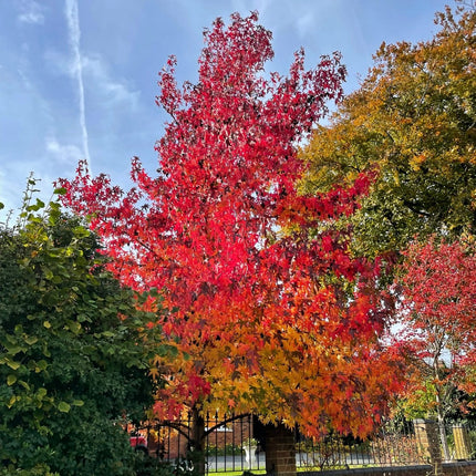 Sweetgum Tree | Liquidambar styraciflua 'Worplesdon' Ornamental Trees