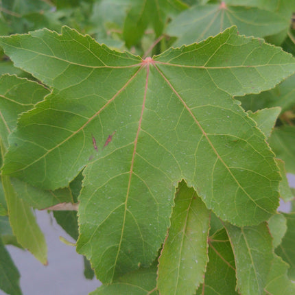 Sweetgum Tree | Liquidambar styraciflua Ornamental Trees