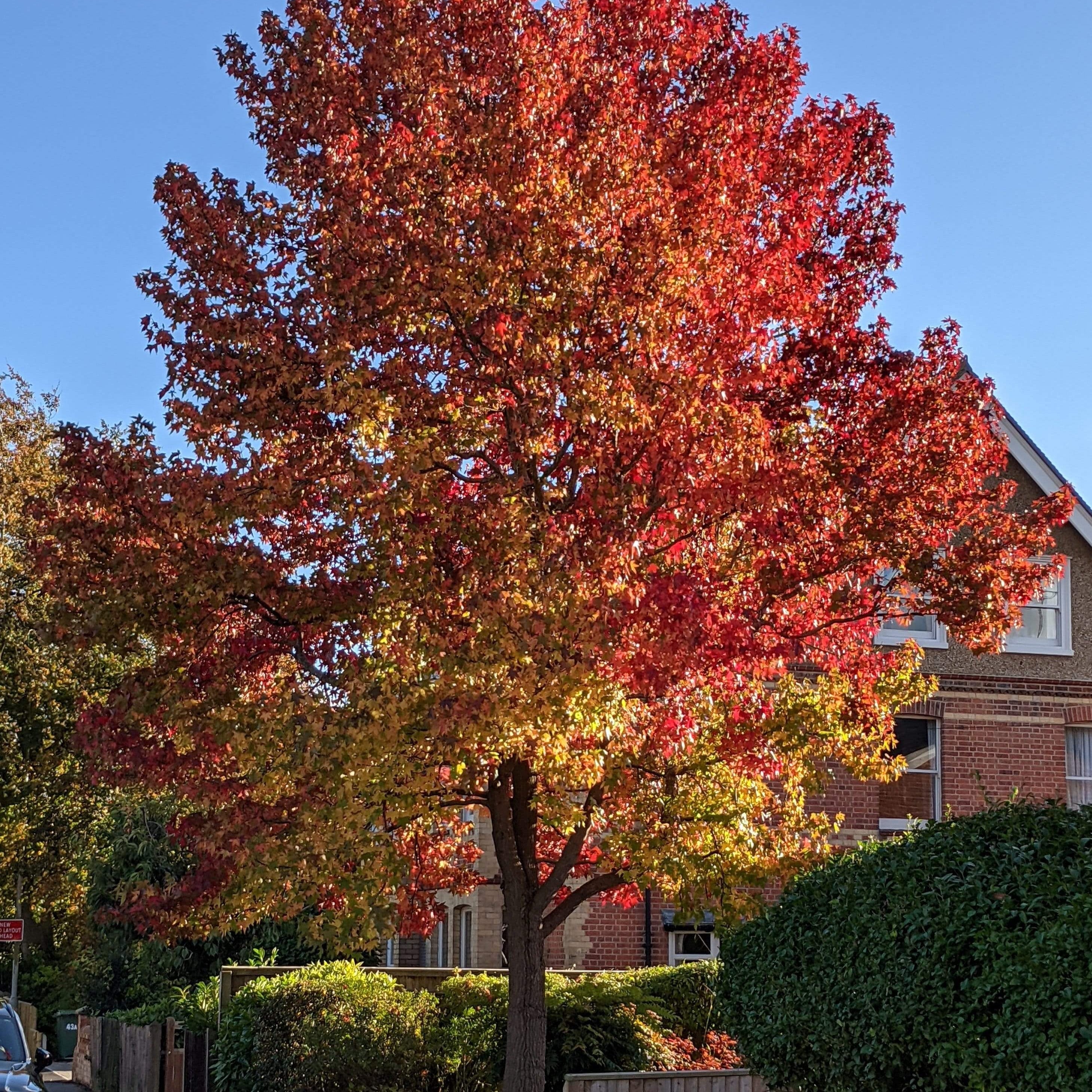 Styraciflua Tree Sweetgum Tree | Liquidambar styraciflua – Roots Plants