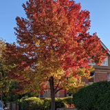 Sweetgum Tree | Liquidambar styraciflua Ornamental Trees