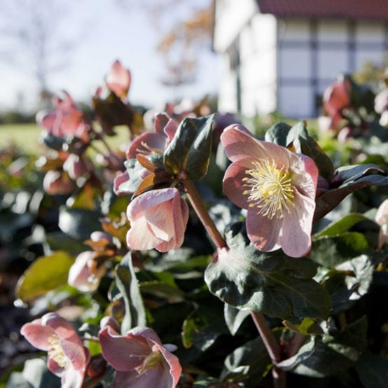 'Maestro®' Snow Rose | Hellebore Gold Collection® Perennial Bedding