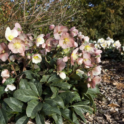 'Maestro®' Snow Rose | Hellebore Gold Collection® Perennial Bedding