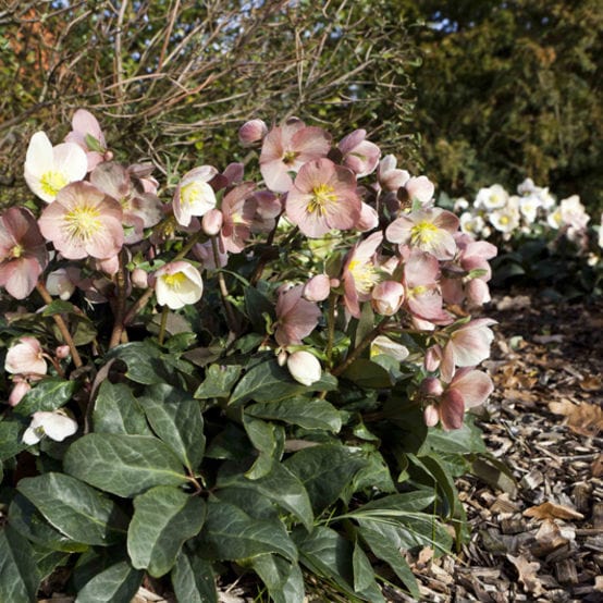 'Maestro®' Snow Rose | Hellebore Gold Collection® Perennial Bedding