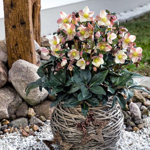 'Maestro®' Snow Rose | Hellebore Gold Collection® Perennial Bedding