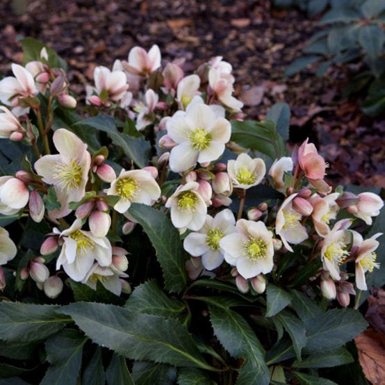 'Malory' Snow Rose Hellebore Gold Collection® Roots Plants