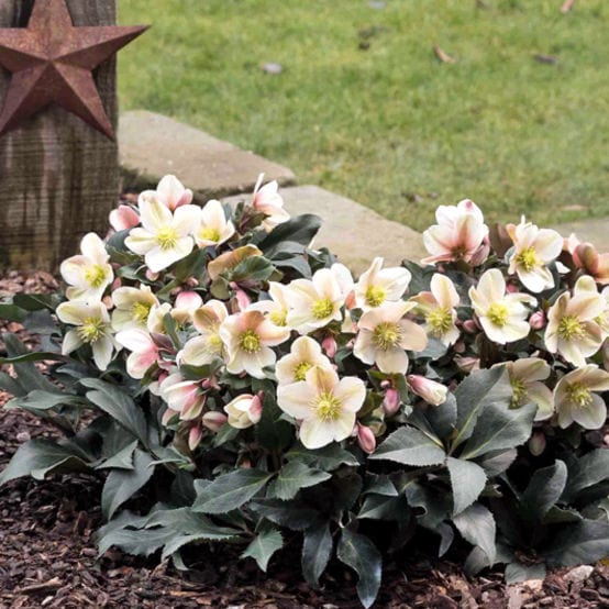 'Malory' Snow Rose | Hellebore Gold Collection® Perennial Bedding