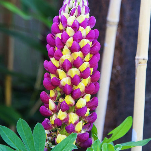 Lupin West Country Manhattan Lights Perennial Bedding