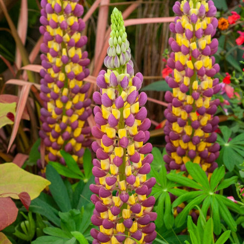 Lupin West Country Manhattan Lights Perennial Bedding