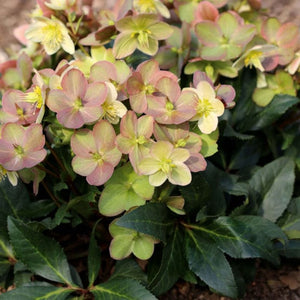 'Marlon' Snow Rose | Hellebore Gold Collection® Perennial Bedding