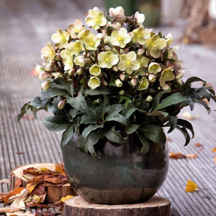 'Marlon' Snow Rose | Hellebore Gold Collection® Perennial Bedding