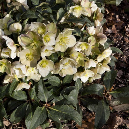 'Marlon' Snow Rose | Hellebore Gold Collection® Perennial Bedding