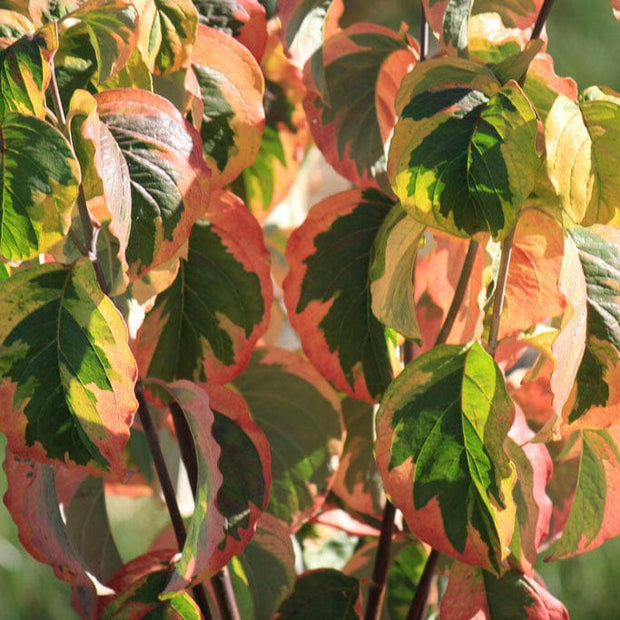 Variegated White Flowering Dogwood Tree | Cornus florida 'Rainbow' Ornamental Trees