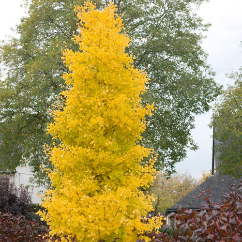 Columnar Gingko | Ginkgo biloba 'Menhir' Ornamental Trees