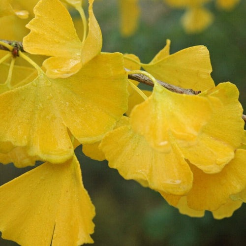 Columnar Gingko | Ginkgo biloba 'Menhir' Ornamental Trees