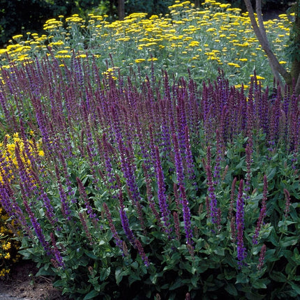 Salvia Merleau Blue Perennial Bedding