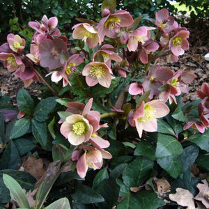 'Merlin®' Snow Rose | Hellebore Gold Collection® Perennial Bedding