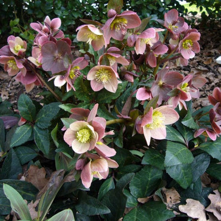 'Merlin®' Snow Rose | Hellebore Gold Collection® Perennial Bedding