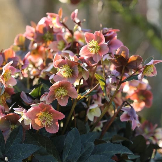 'Merlin®' Snow Rose | Hellebore Gold Collection® Perennial Bedding