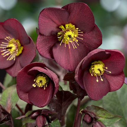 'Merlot' Snow Rose | 'Ice N' Roses®' Series | Hellebore Gold Collection® Perennial Bedding