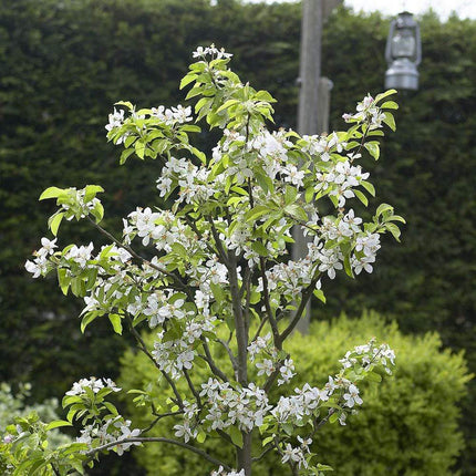 Merryweather Damson Tree Fruit Trees