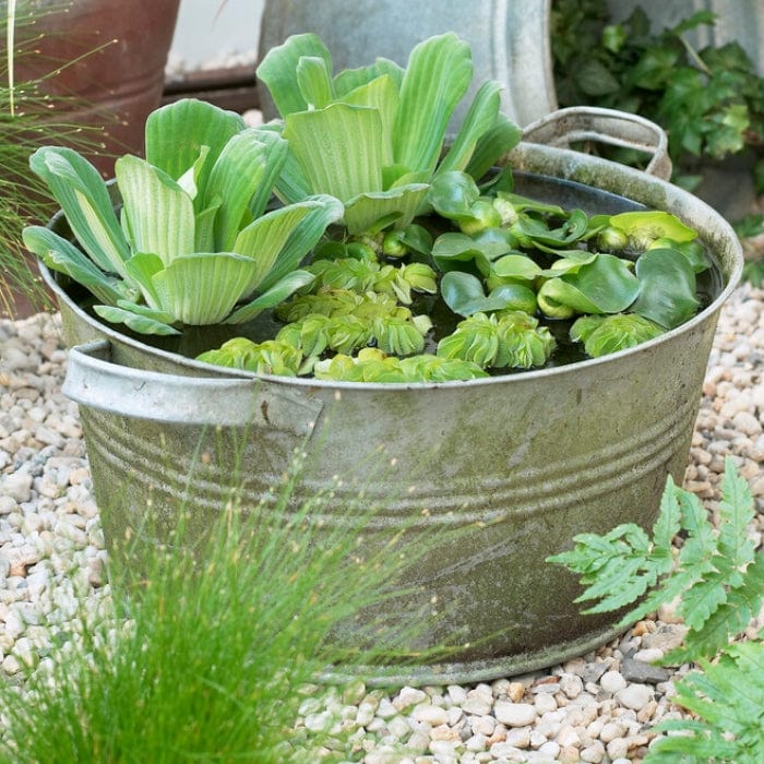 Pond In A Pot Planting Kit | Oxygenating & Wildlife | Flowers & Structure Pond Plants