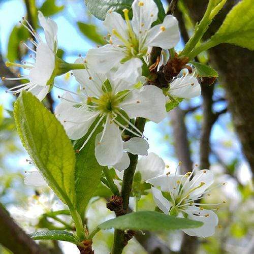 Mirabelle De Nancy Plum Tree Fruit Trees