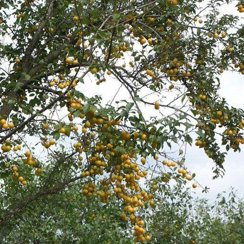 Mirabelle De Nancy Plum Tree Fruit Trees