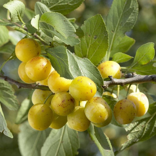 Mirabelle De Nancy Plum Tree Fruit Trees