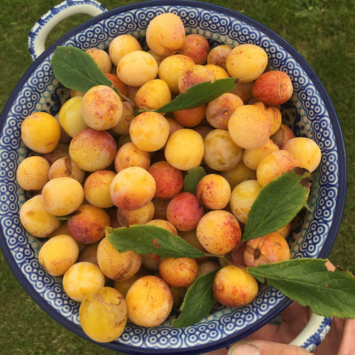 Mirabelle De Nancy Plum Tree Fruit Trees