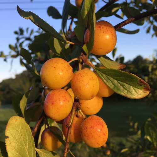 Mirabelle De Nancy Plum Tree Fruit Trees