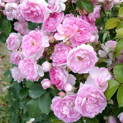 Jasmina' Climbing Rose Shrubs