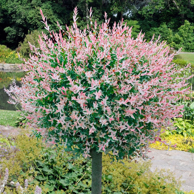 Flamingo Willow Tree | Salix integra 'Hakuro-Nishiki'