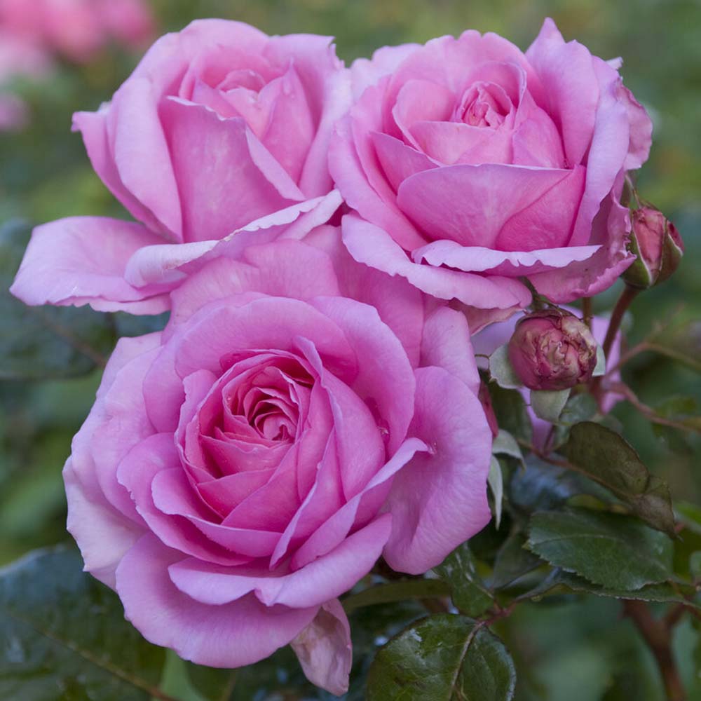 'Mum in a Million' Hybrid Tea Rose - Roots Plants