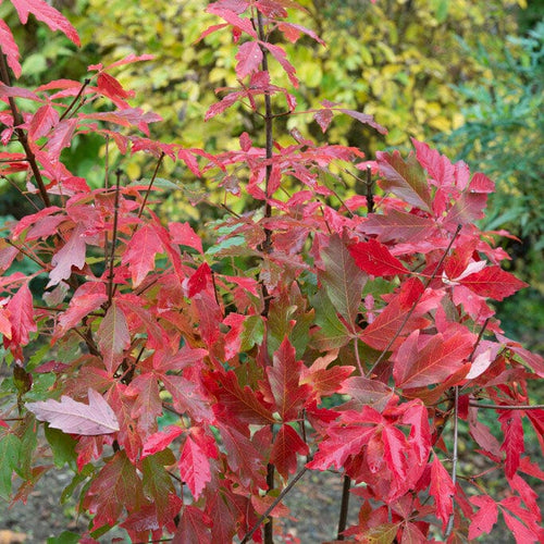 Paperbark Maple Tree | Acer griseum Ornamental Trees