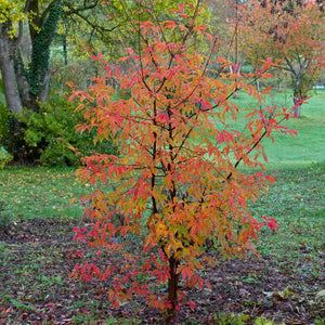 Paperbark Maple Tree | Acer griseum Ornamental Trees