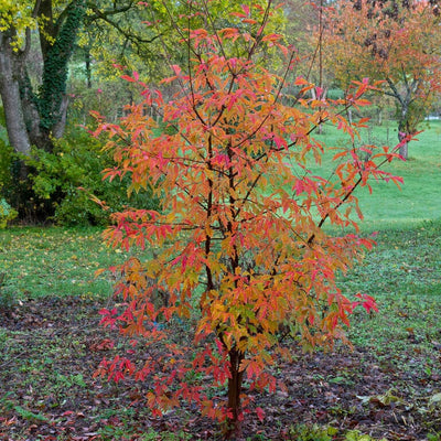 Best Trees For Autumn Colour | Growers' Choice Ornamental Trees