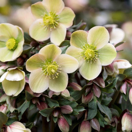 'Monte Christo®' Snow Rose | Hellebore Gold Collection® Perennial Bedding