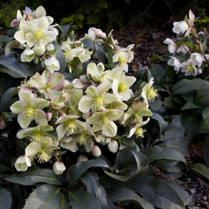 'Monte Christo®' Snow Rose | Hellebore Gold Collection® Perennial Bedding