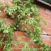 Nepal Clematis | Clematis napaulensis Climbing Plants