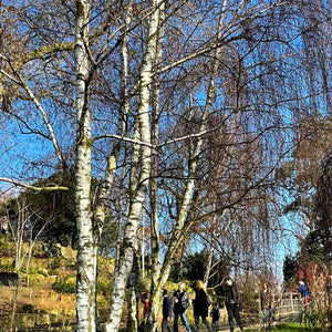 Silver Birch Tree | Betula Pendula Ornamental Trees