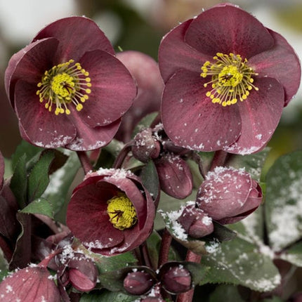 'Nightingale' Snow Rose | 'Ice N' Roses®' Series | Hellebore Gold Collection® Perennial Bedding