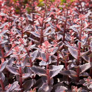 Sedum 'Chocolate Cherry' Perennial Bedding