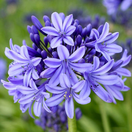 Agapanthus 'Pretty Heidi' | 7.5L Perennial Bedding